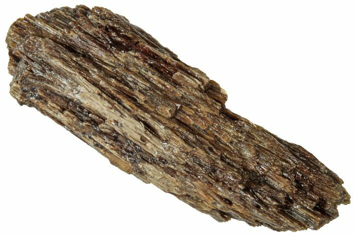 Fossil Tyrannosaur (T rex) Bone Section - Wyoming #313898